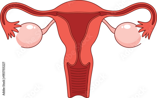 Female reproductive system anatomy vector illustration showing uterus ovaries fallopian tubes cervix medical diagram for healthcare education gynecology isolated