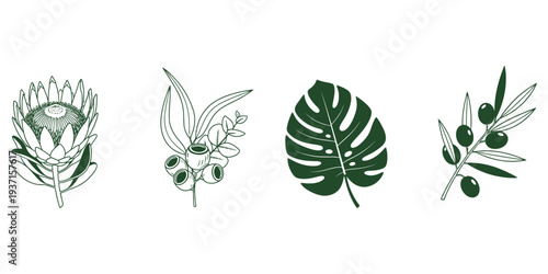 Collection of tropical leaves and flowers illustration from various plants