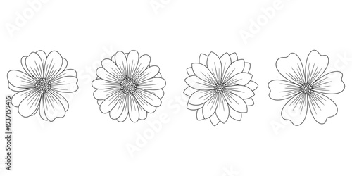 Line drawings of four flowers with varying petals displayed