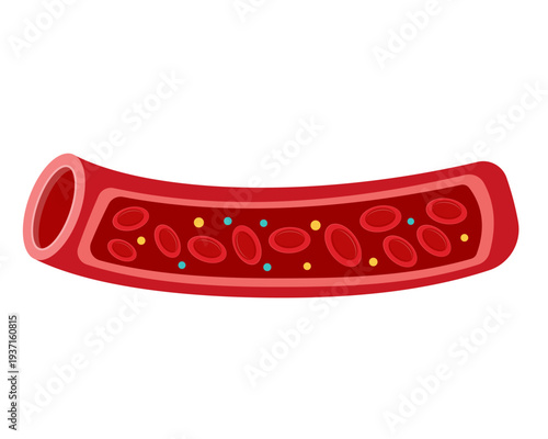 good cholesterol healthy blood vessels vector illustration