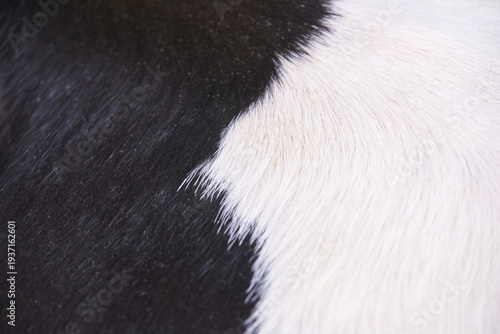 Close up abstract texture of black and white cow fur with natural pattern and soft surface detail.