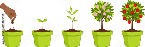 Plant Growth Stages from Seed Planting to Fruit Tree in Pots Illustration Showing Gardening Process, Plant Development Cycle, and Home Garden Cultivation Concept