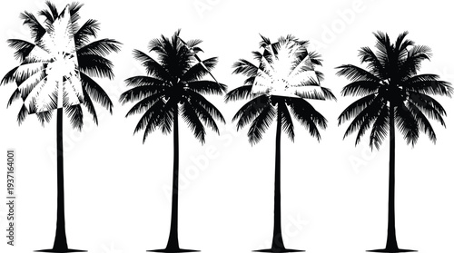 Tropical palm tree silhouettes collection with tall coconut palms isolated on light background, botanical nature illustration for summer beach landscape design