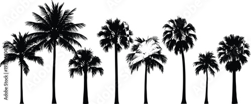 Tropical palm tree silhouettes collection with various coconut palms isolated on light background, exotic beach nature botanical illustration for summer landscape design