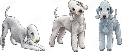 Bedlington Terrier dog standing curious head tilt play bow pose set