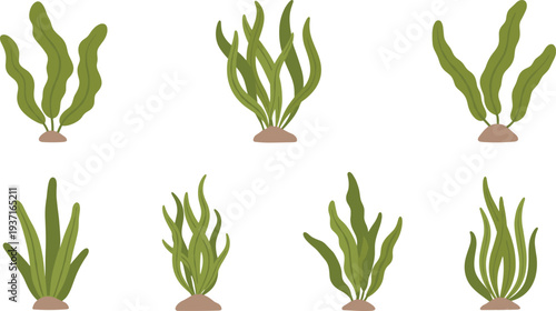 Set of Green Seaweed and Kelp Underwater Plant Silhouettes for Marine Life Decoration, Ocean Habitat Graphic and Aquatic Vector Art.