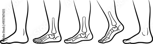 Anatomical of human foot bones and leg outlines a white background anatomy