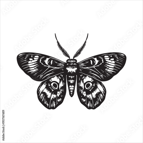Moth Icon Collection. Solid style icons of moth relatives: luna moth, hawk moth, atlas moth, emperor moth, silk moth, tiger moth,