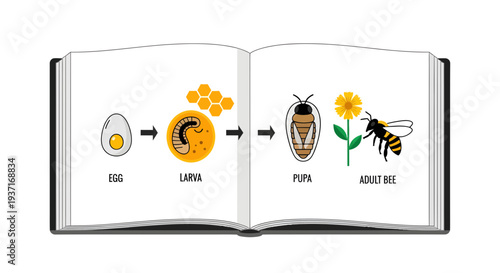 Detailed illustration of the fascinating honey bee life cycle, showing complete metamorphosis from egg to larva, pupa, and finally, a productive adult bee in an educational graphic