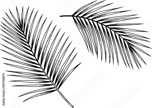 Detailed Black Line Palm Fronds White Background leaf tropical