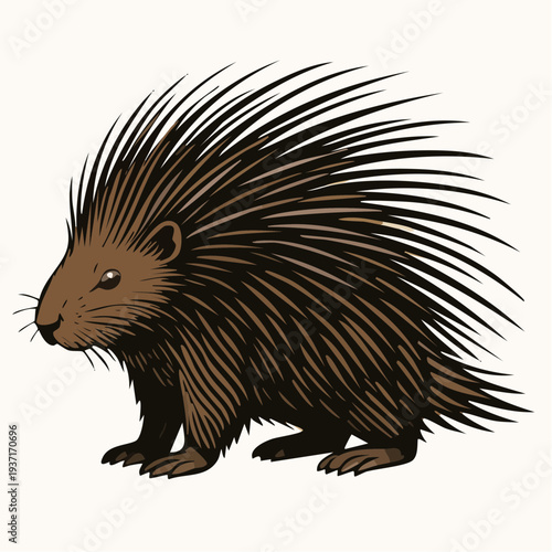 hedgehog on white background