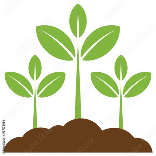 Three green seedlings growing from brown soil