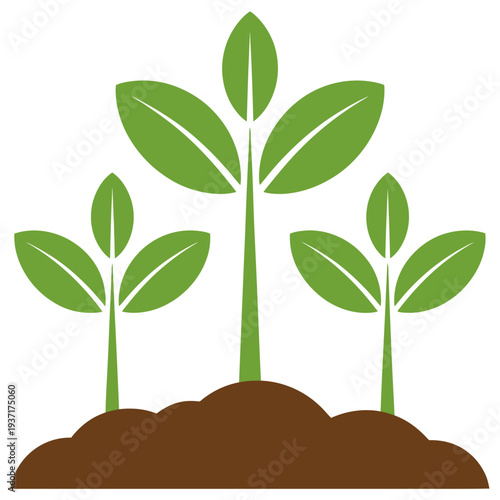 Three green seedlings growing from brown soil