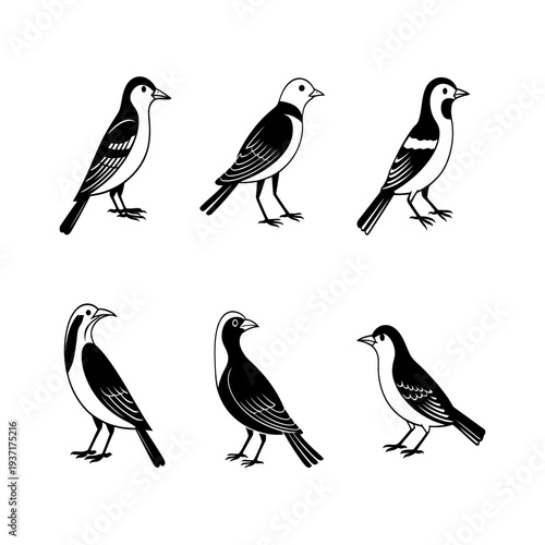 Silhouette of various bird species in profile view