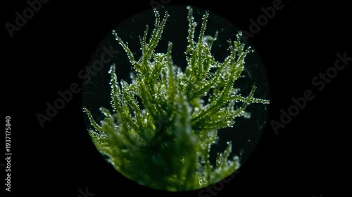 Close-up of green moss with water droplets, a fresh environment concept showing green, water, nature, plant, moss, and growth.