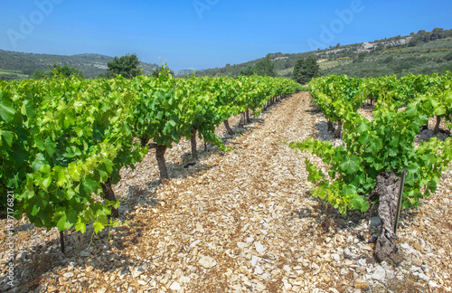rows of vine vine with green foliage growing in summer under blue sky in the ...