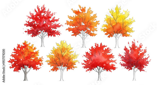 Maple Tree Elevation Set, Seven Pencil Sketch Watercolor Line Silhouettes on White