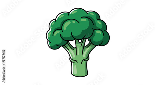 Green Broccoli Vegetable Closeup Illustration.