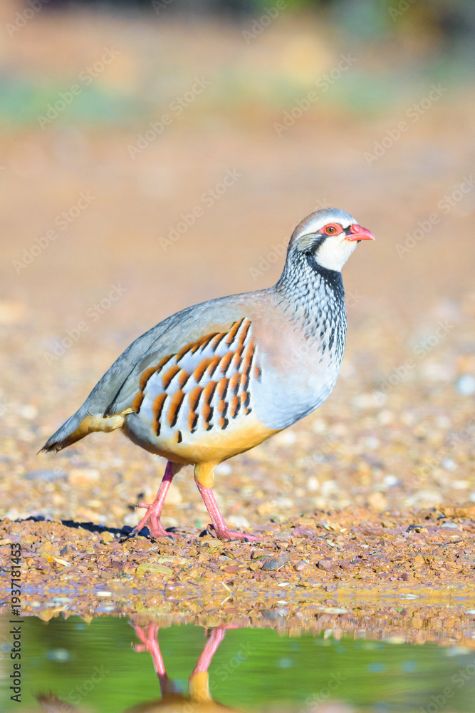 Obraz premium Red-legged Partridge 'Alectoris rufa' reflected by water, Ciudad Real, Spain