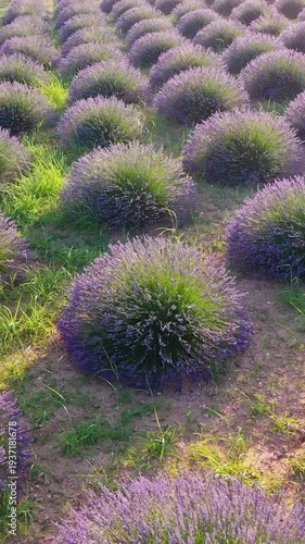 Lavender field at sunset, many lavender bushes, aerial view.	