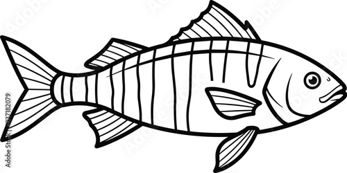 Vector line art illustration of a striped fish featuring detailed fins and scales isolated on white background for fishing logos, seafood menus, and nature
