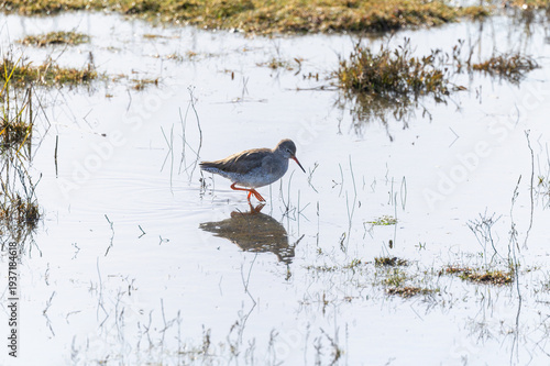 Photography Common redshank wading bird reflected in water as it forages along wetland at North Bull Island, Dublin, Ireland