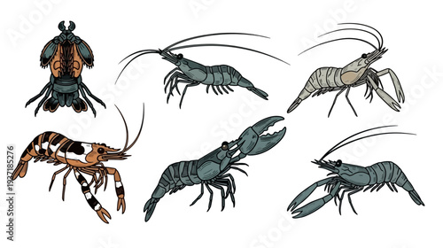 Collection of Various Detailed Crustacean Illustrations on White Background