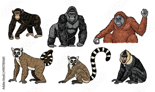 Illustrated Collection of Various Primates in Detailed Vector Style