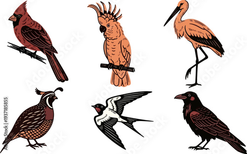 Colorful Vector Illustrations of Various Bird Species on White Background