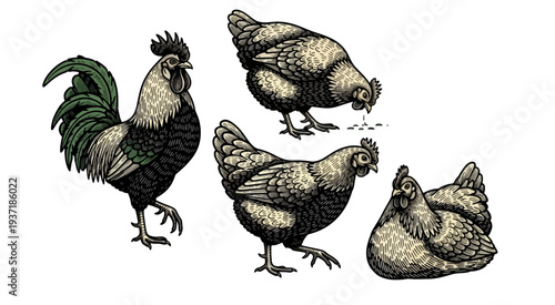 Vintage illustration of chickens and rooster in detailed engraving style