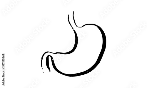 Stomach anatomy sketch