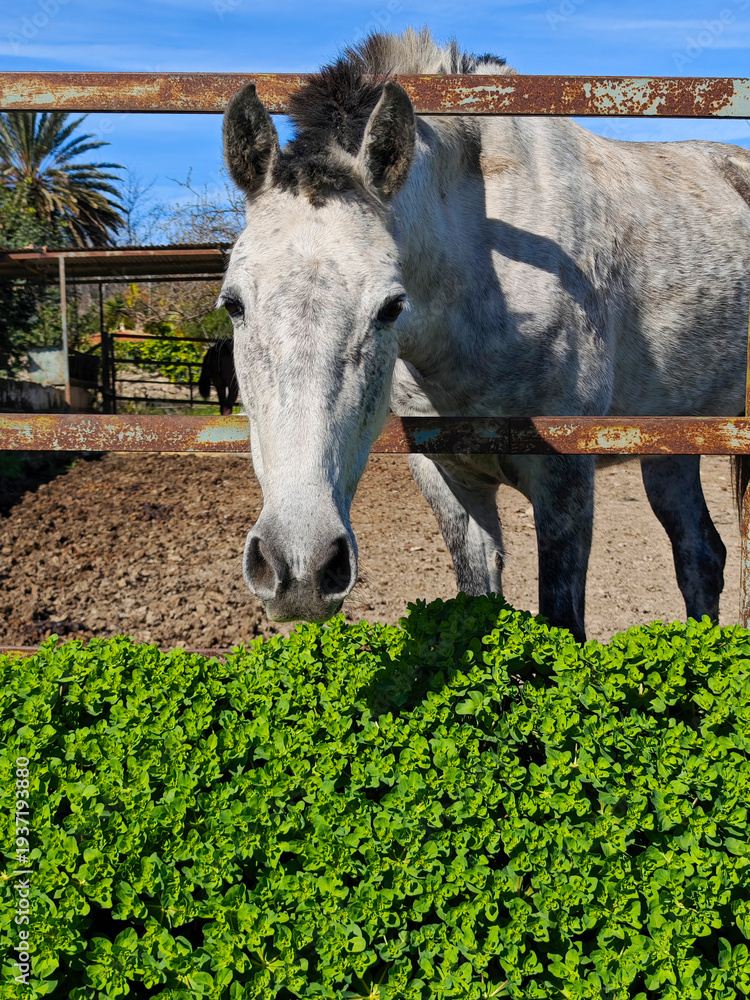 Fotografie Caballo mirando tranquilamente en su cuadra