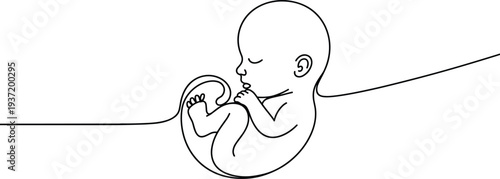 Human fetus in womb line drawing illustration prenatal development baby inside uterus pregnancy concept simple outline medical biology vector graphic