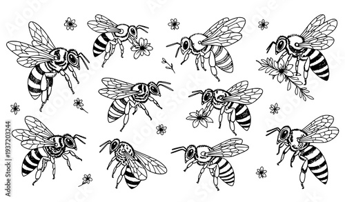 Hand-drawn bee vector set – cute and detailed bees in various styles, perfect for logos, illustrations, stationery, and digital design