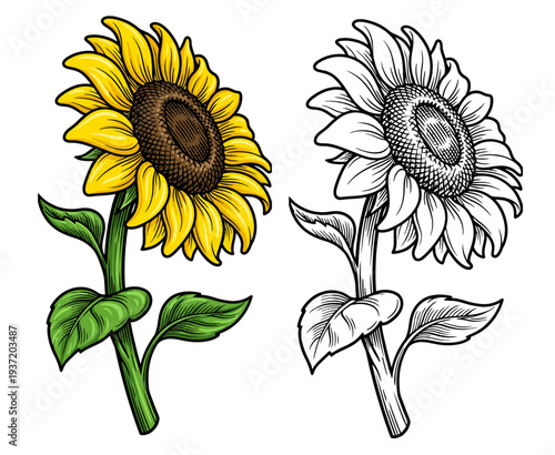 realistic yellow bloom beside monochrome illustration in a garden setting, captured from a close perspective