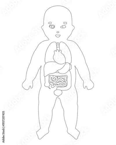 Infant Internal Organs