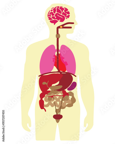 Human Internal Organs Diagram