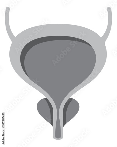 Urinary Bladder Anatomy