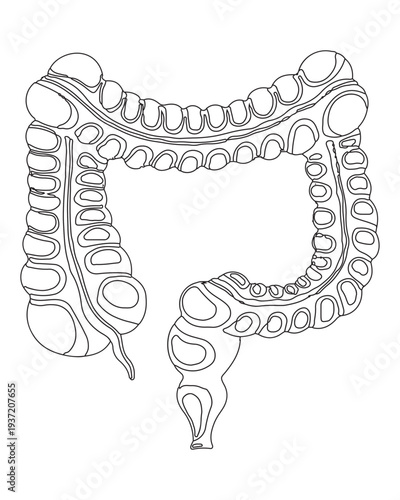 Human Large Intestine Outline