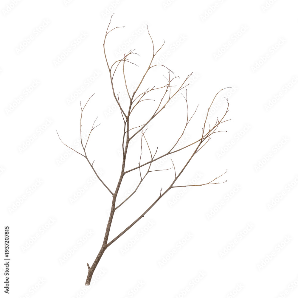 Fototapeta premium Bare winter tree branch with delicate twigs against white background minimalist nature