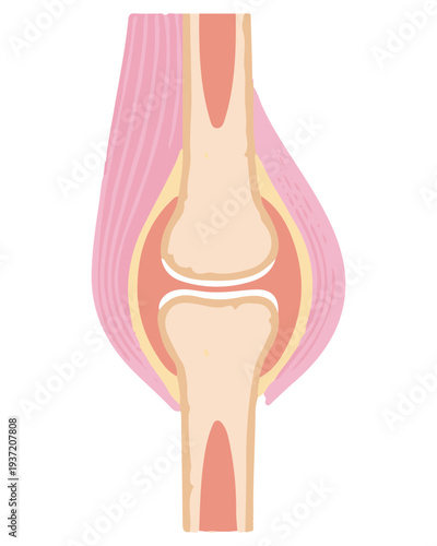 Human Knee Joint Anatomy