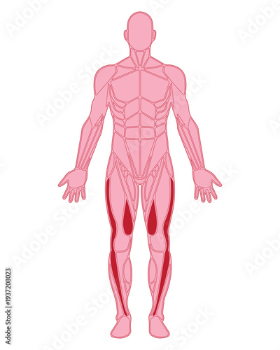 Human Leg Muscles Diagram