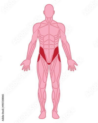Human Anatomy Muscle Diagram