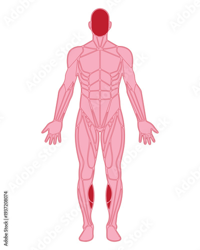 Human body muscles highlighted