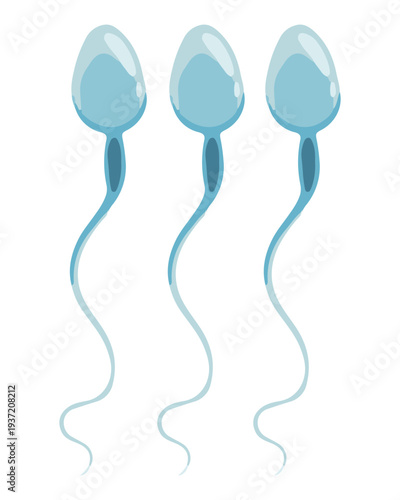 Sperm Cell Illustration