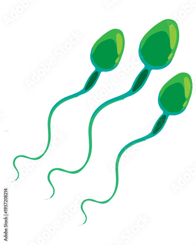 Sperm Cells Illustration
