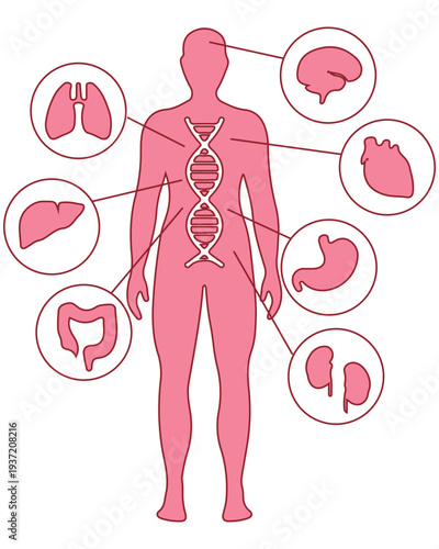 Human Anatomy and DNA