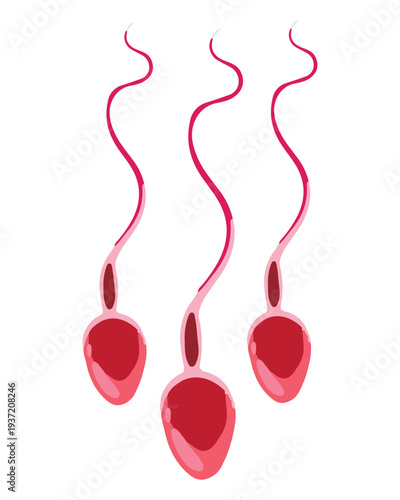 Sperm Cell Illustration