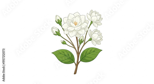 White jasmine flower branch vector isolated on white