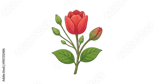 Red tulip flower vector with green leaves isolated
